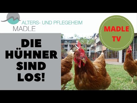 Die Hühner sind los